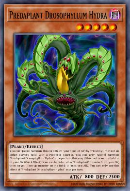 Predaplant Drosophyllum Hydra